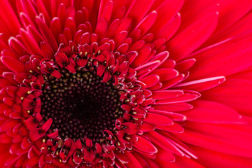 gerbera flower macro abstract floral background