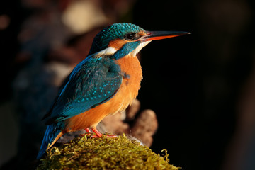 The kingfisher