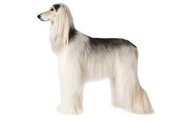 White Afghan hound isolated on white background