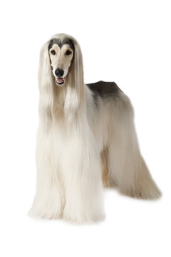 Afghan hound isolated on white background