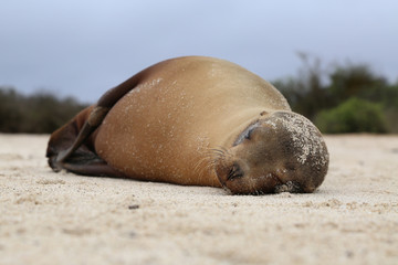 Fototapeta premium Galapagos Sea Lion Resting On The Beach