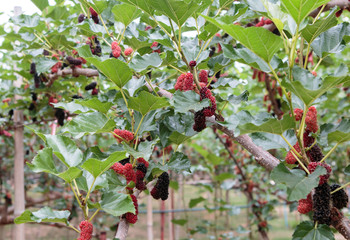 ripe black and red berries on Morus tree
