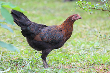 single black hen on grass (selective focus)
