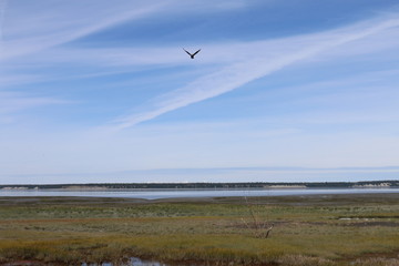 Bald eagle landscape