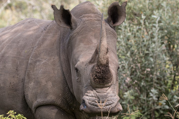 Fototapeta premium Rhinoceros - Lake Nakuru National Park, Kenya