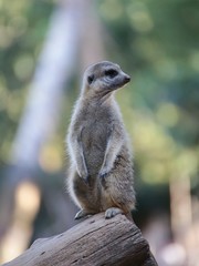Suricate