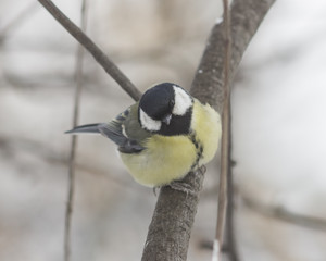 Great tit, Parus Major, close-up portrait on branch with bokeh background, selective focus, shallow DOF