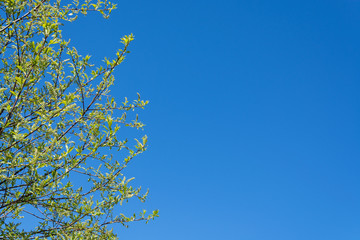 Unblown bird cherry against the blue sky in spring