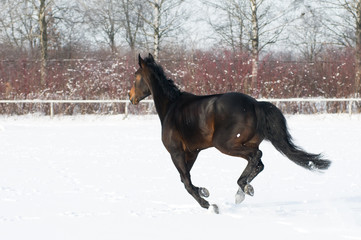 Horse bay color running on white snowy fiel