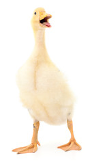 One yellow duckling.