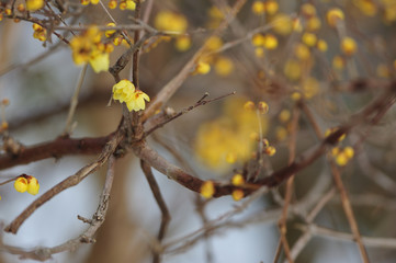 冬に咲く花/ロウバイ