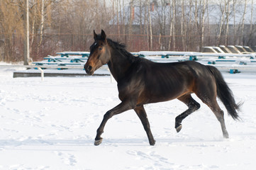 Fototapeta na wymiar Horse bay color running on white snowy fiel