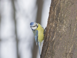 Eurasian blue tit, Cyanistes caeruleus, sitting on tree, closeup portrait, selective focus, shallow DOF
