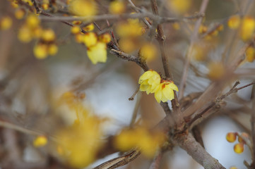 冬に咲く花/ロウバイ