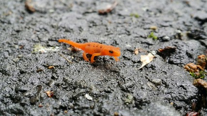 Red Spotted Newt