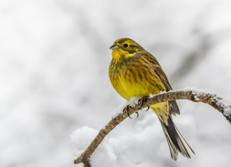 Yellowhammer snowy forest