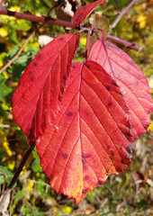 Brombeerblatt; Rubus, fructicosa; Herbst, bunt