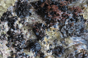 Colony of mussels