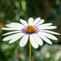 Obraz premium White petal flower