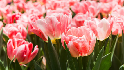 Vivid pink tulip