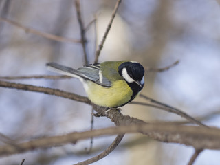 Great tit, Parus Major, close-up portrait on branch with bokeh background, selective focus, shallow DOF