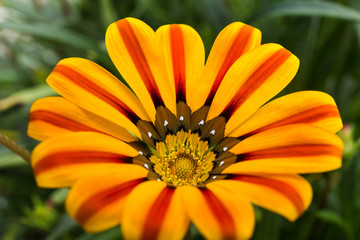 Vivid yellow flower