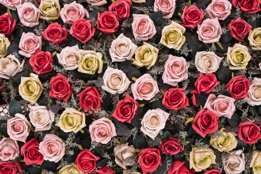 red and pink roses background