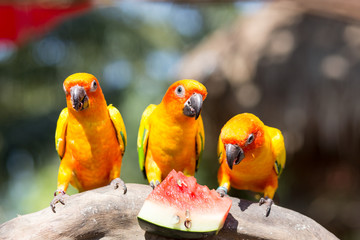 Beautiful parrot, on tree branch.