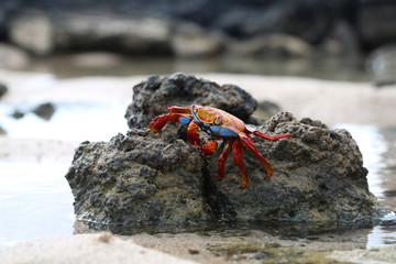 Sally Lightfoot Galapagos Crab