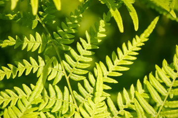 Beautiful fern leaves on a natural background