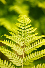 Beautiful fern leaves on a natural background