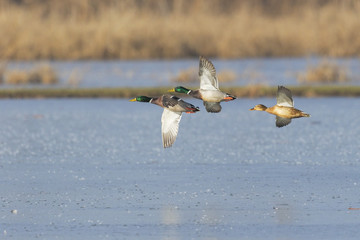 The flight