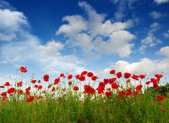 Red poppies on field