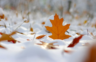 Yellow leaves in snow.