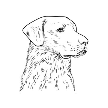labrador dog vector illustration