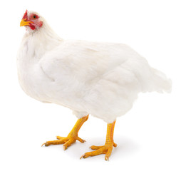 White hen isolated.