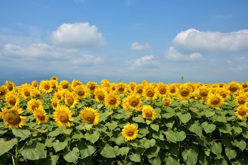 明野のひまわり