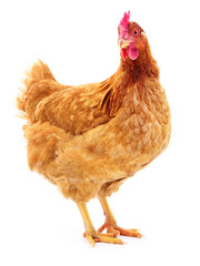 Brown hen isolated.