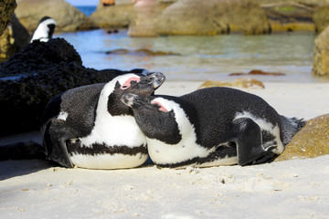 Two african penguins lying and enjouing each other at Boulders Beach (Simon's Town, South Africa)