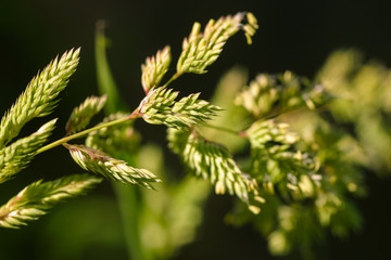 Beautiful pampas grass on a natural background