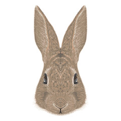 rabbit vector illustration