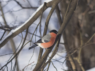 Red-colored Male of Eurasian Bullfinch, Pyrrhula pyrrhula, close-up portrait on branch with bokeh background, selective focus, shallow DOF