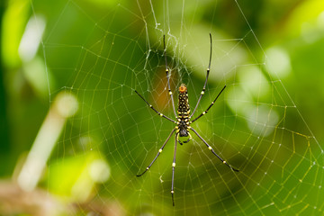 The Northern Golden Orb Weaver or Giant Golden Orb Weaver (Nephila pilipes), ventral side. Bali, Indonesia.