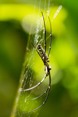 The Northern Golden Orb Weaver or Giant Golden Orb Weaver (Nephila pilipes), ventral side. Bali, Indonesia.
