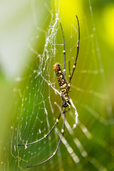 The Northern Golden Orb Weaver or Giant Golden Orb Weaver (Nephila pilipes), ventral side. Bali, Indonesia.