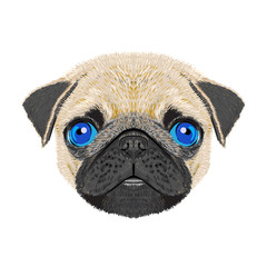 pug dogvector illustration