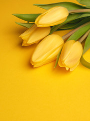 Spring time, yellow tulips