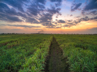 Fototapeta na wymiar view from drone Sugar cane field with sunset sky nature landscap