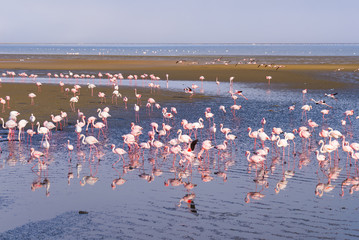 Group of pink flamingos on the sea at Walvis Bay, the atlantic coast of Namibia, Africa.