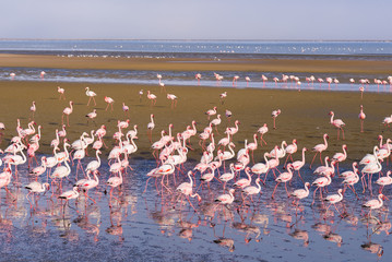 Obrazy na Plexi  Grupa różowych flamingów na morzu w Walvis Bay, atlantyckie wybrzeże Namibii w Afryce.